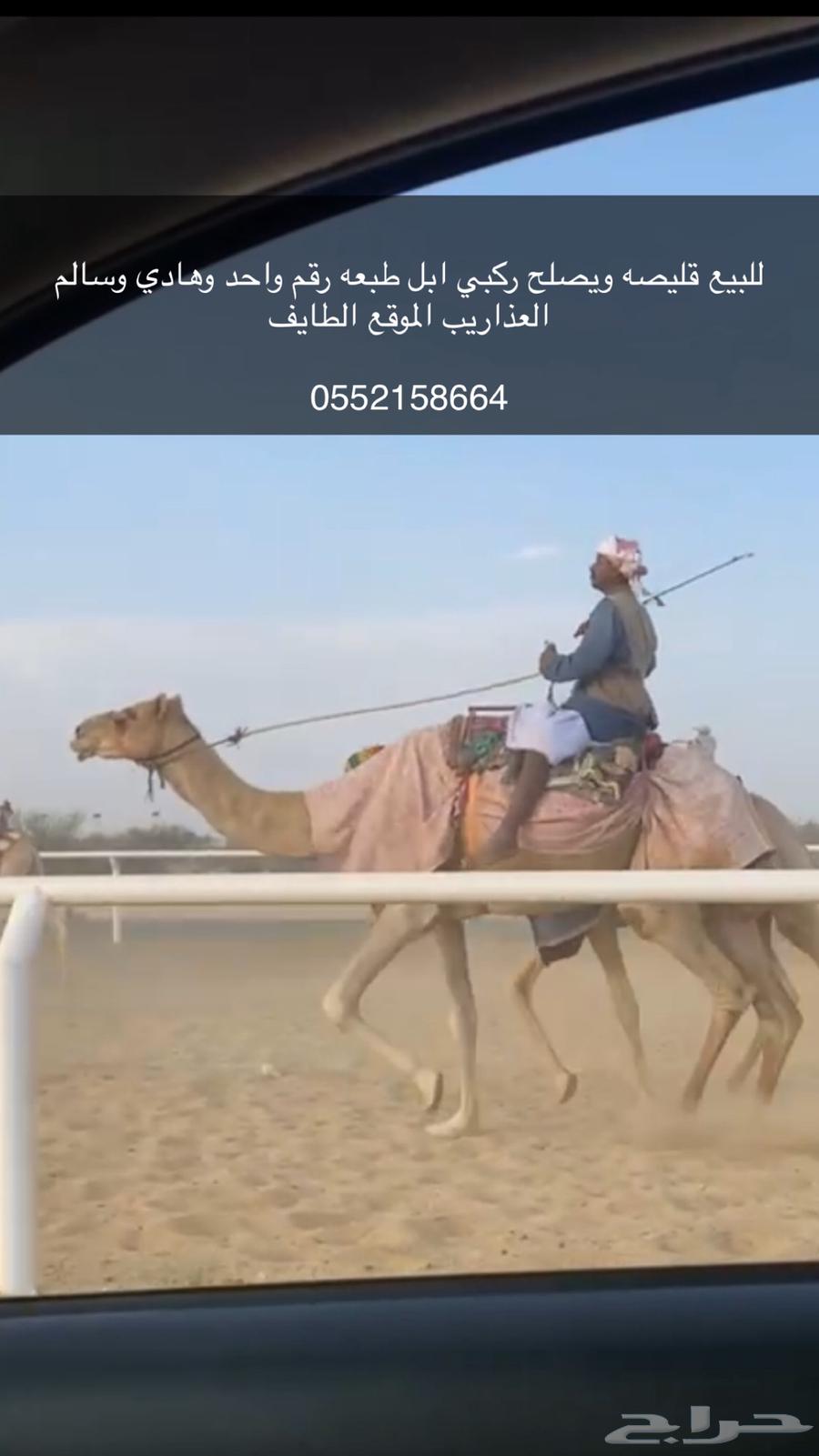 ركبي ابل64502167899267110