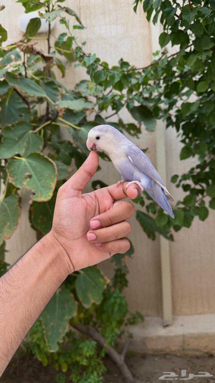 ذكر روز أليف وجاااهز ( تم البيع )64498951595139111