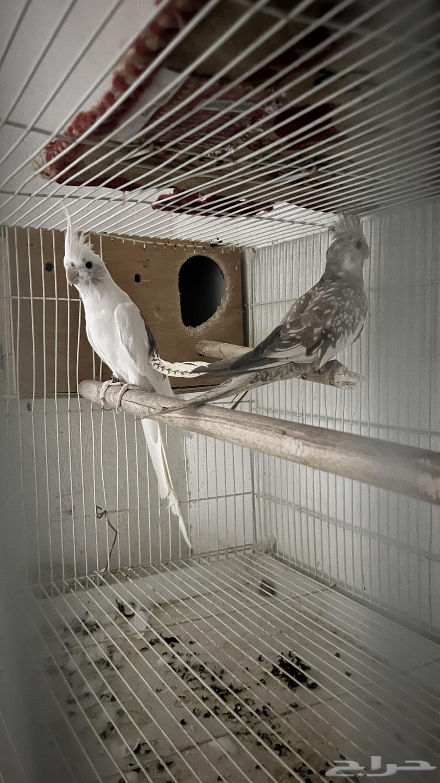 Crown Gauze of Good Quality (Customizable)64502199444353111