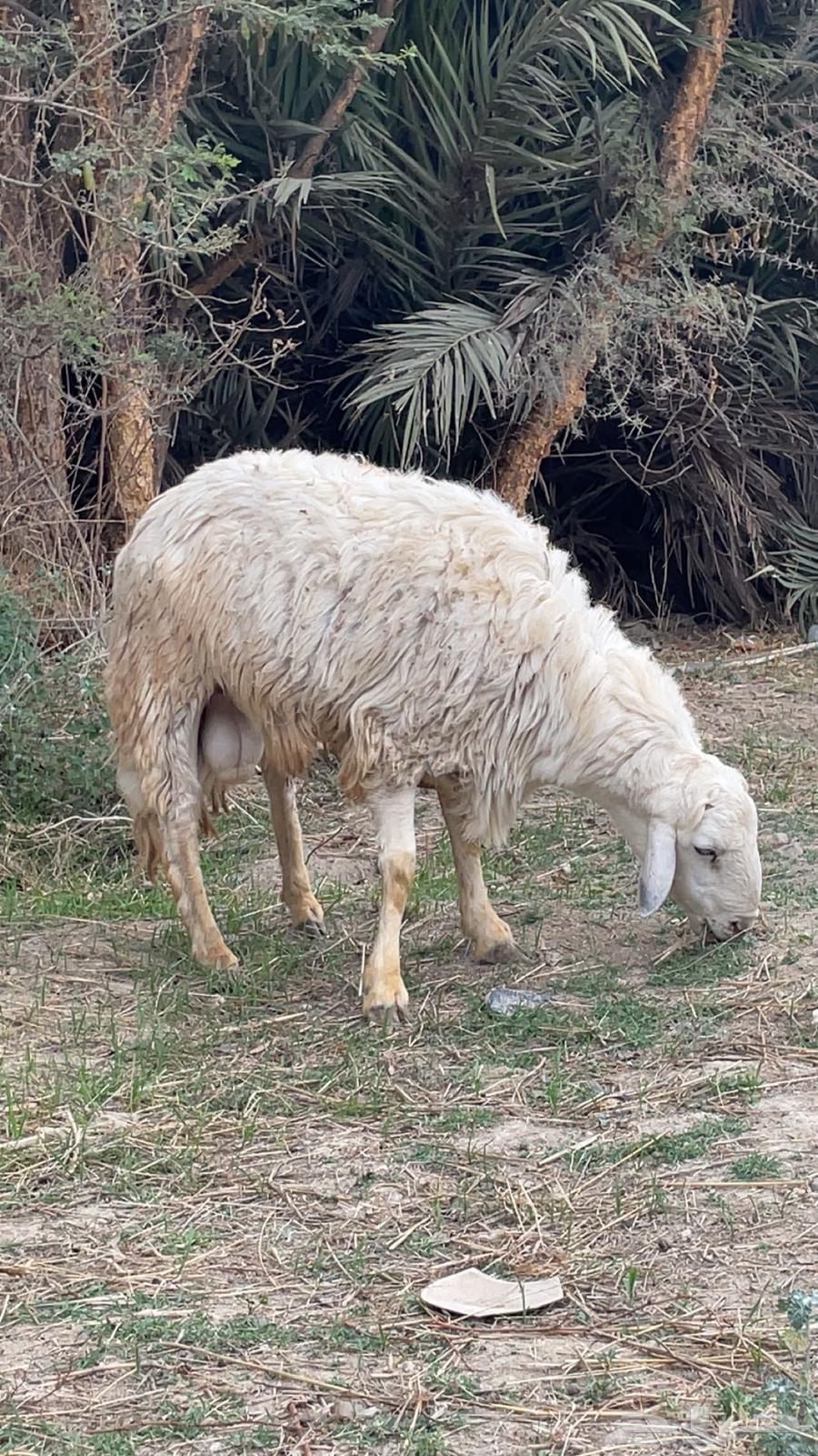 ماشاءالله فحل حري للبيع64500839972483110