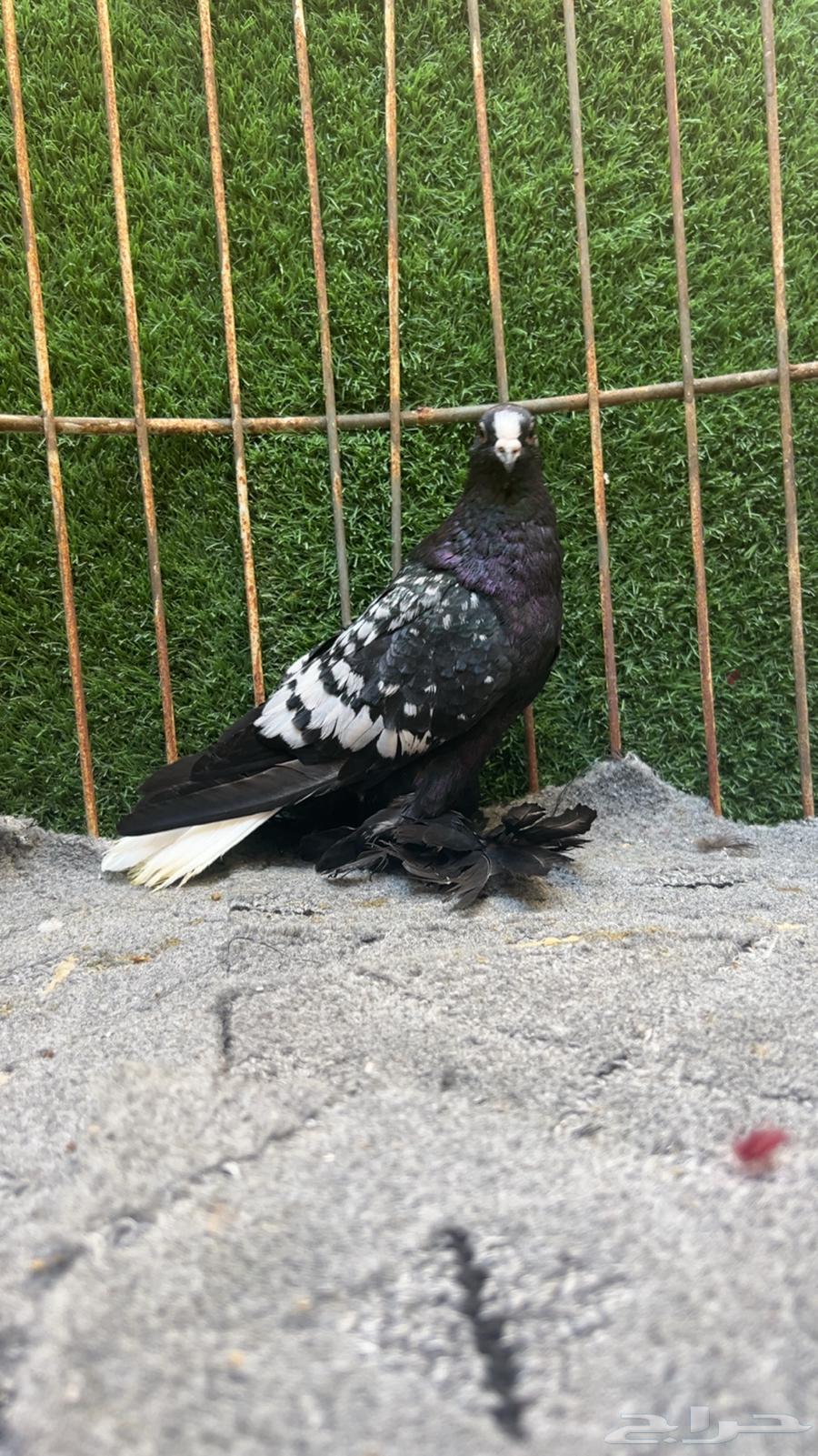 اجواز منتجه ويت تل سوالو64496282701314114