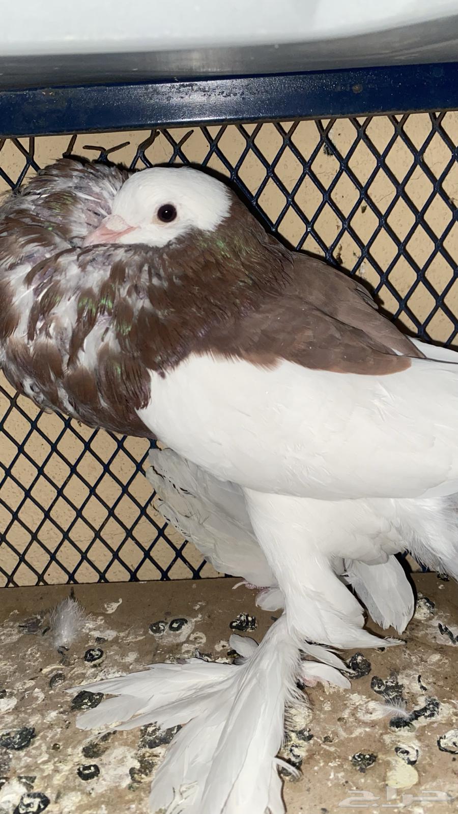 Inflatable bath64497965655043112