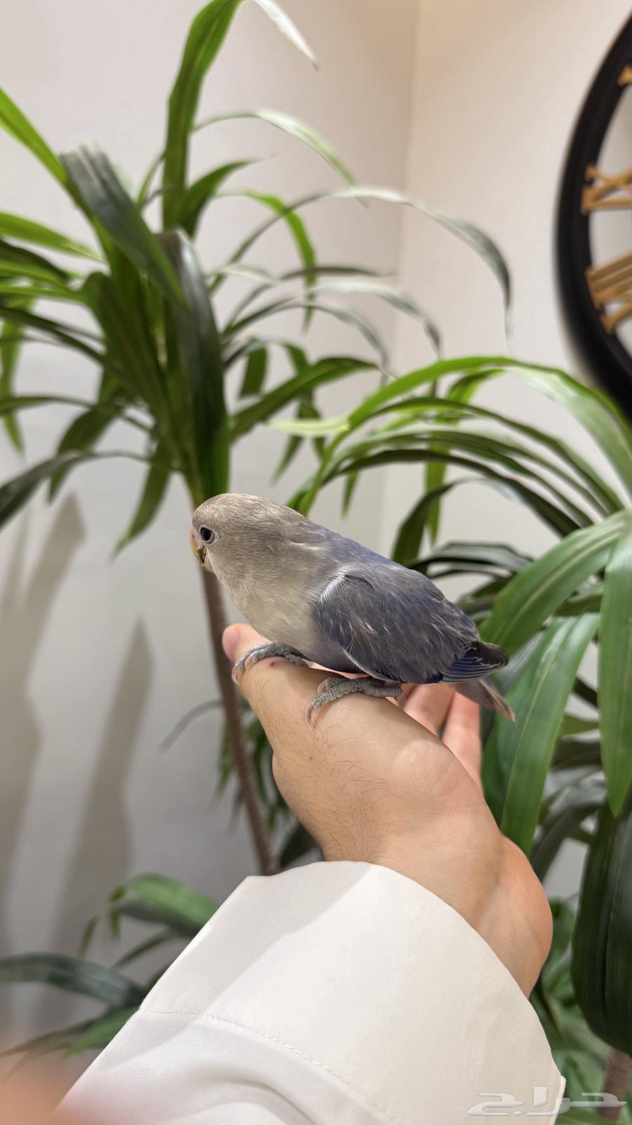 روز اليف جدااا64501802591875113