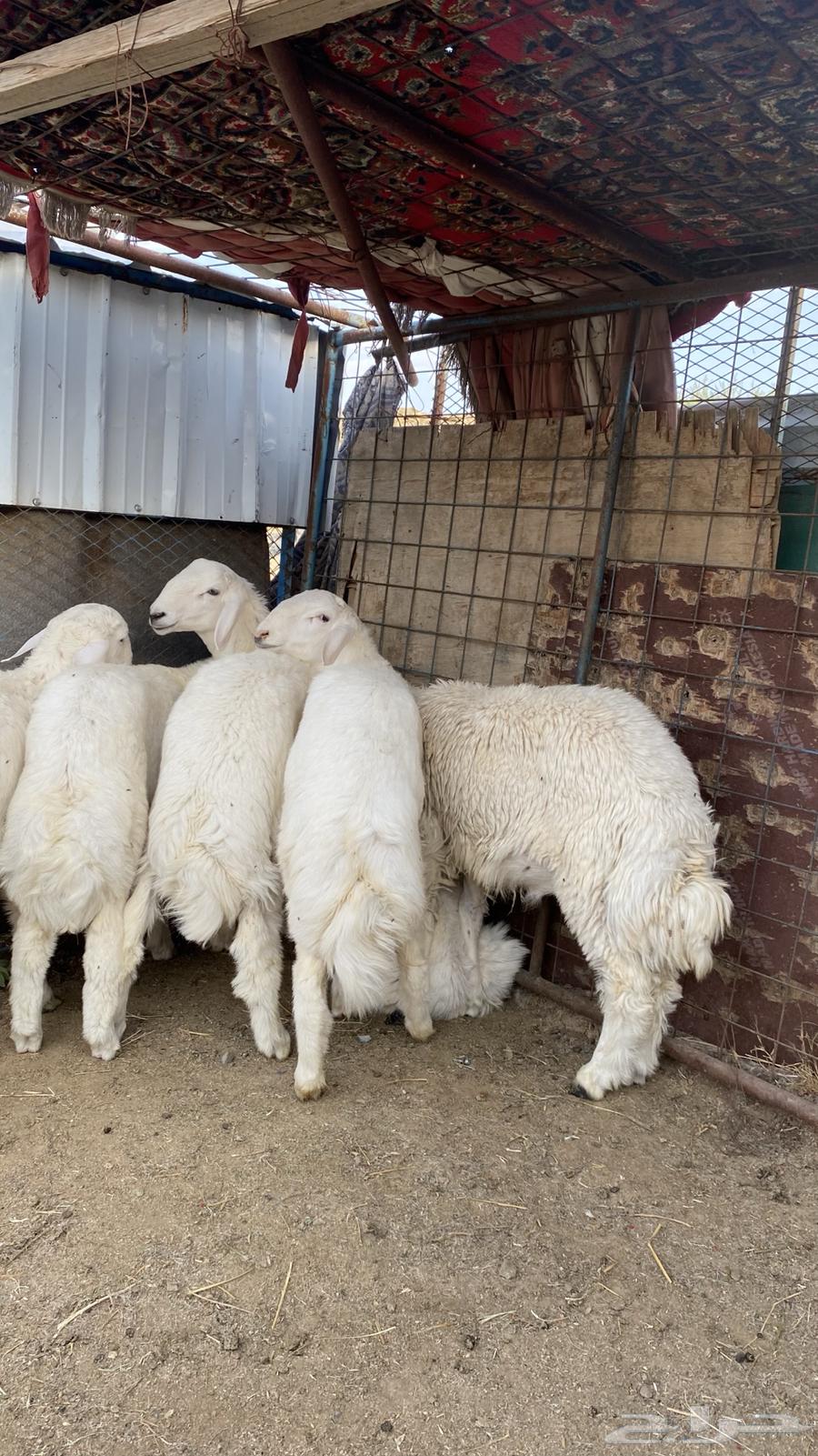 ذبايح للبيع جمله وتفريد طليان64496474702083114