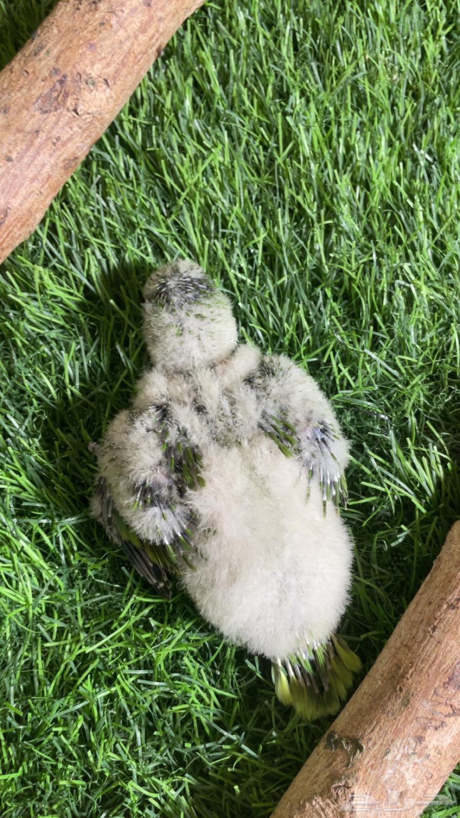 فرخ كويكر ( تم البيع )64500993402881113