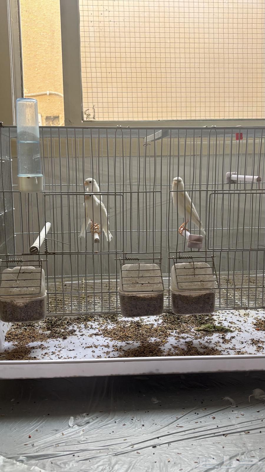 Canaries64495529130114110