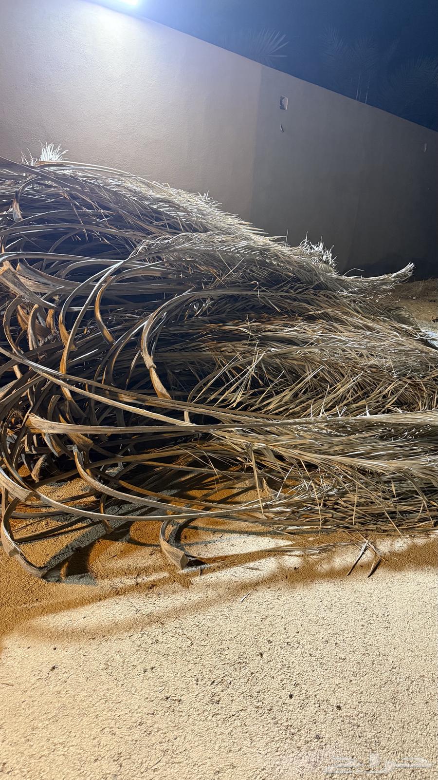 جريد -عسيب للبيع بعيون الجواء64502418819970113