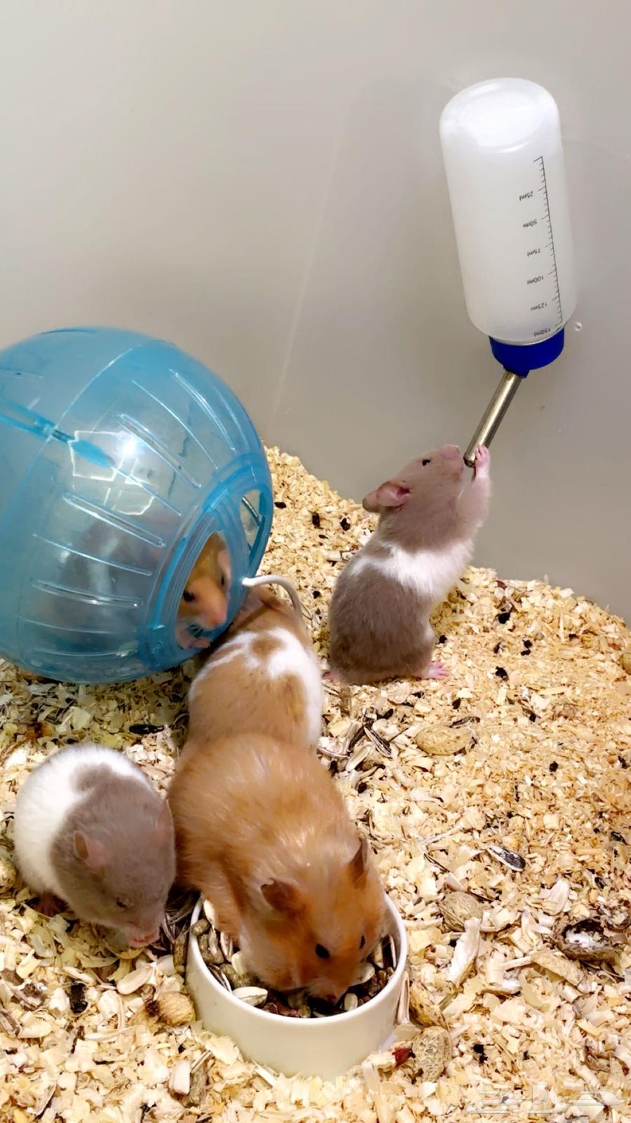 هاميستر للتواصل واتس اب64502060225026112