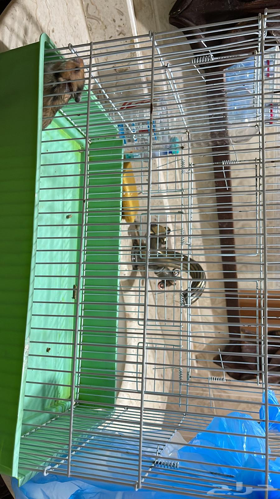 همستر للبيع شامل القفص64501700864515113