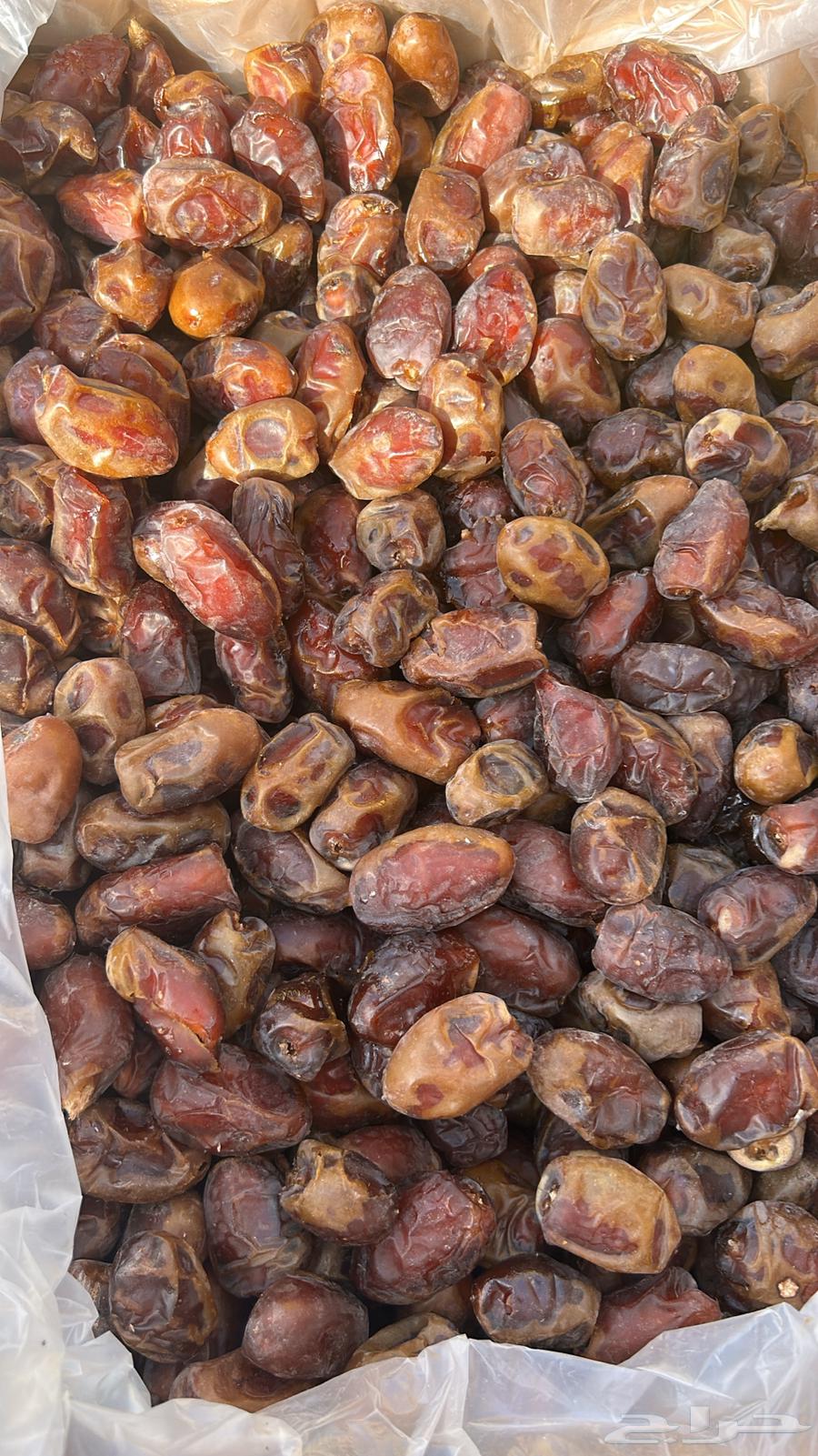 Tamr Fanakha from Salma64477825211137111