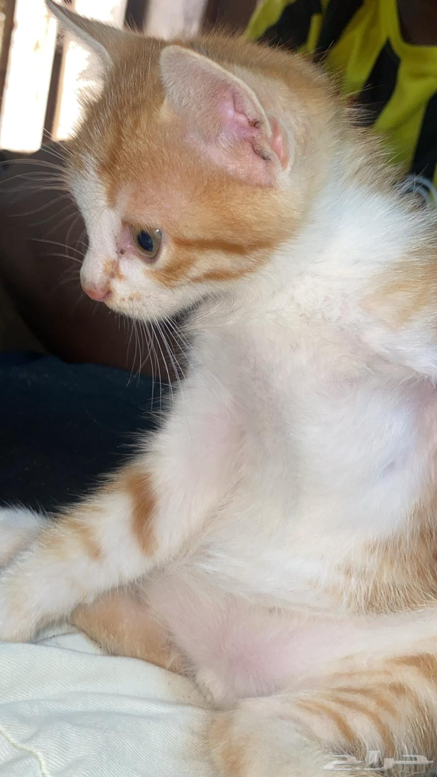 الان وعيالها للبيع 50064495583453570112