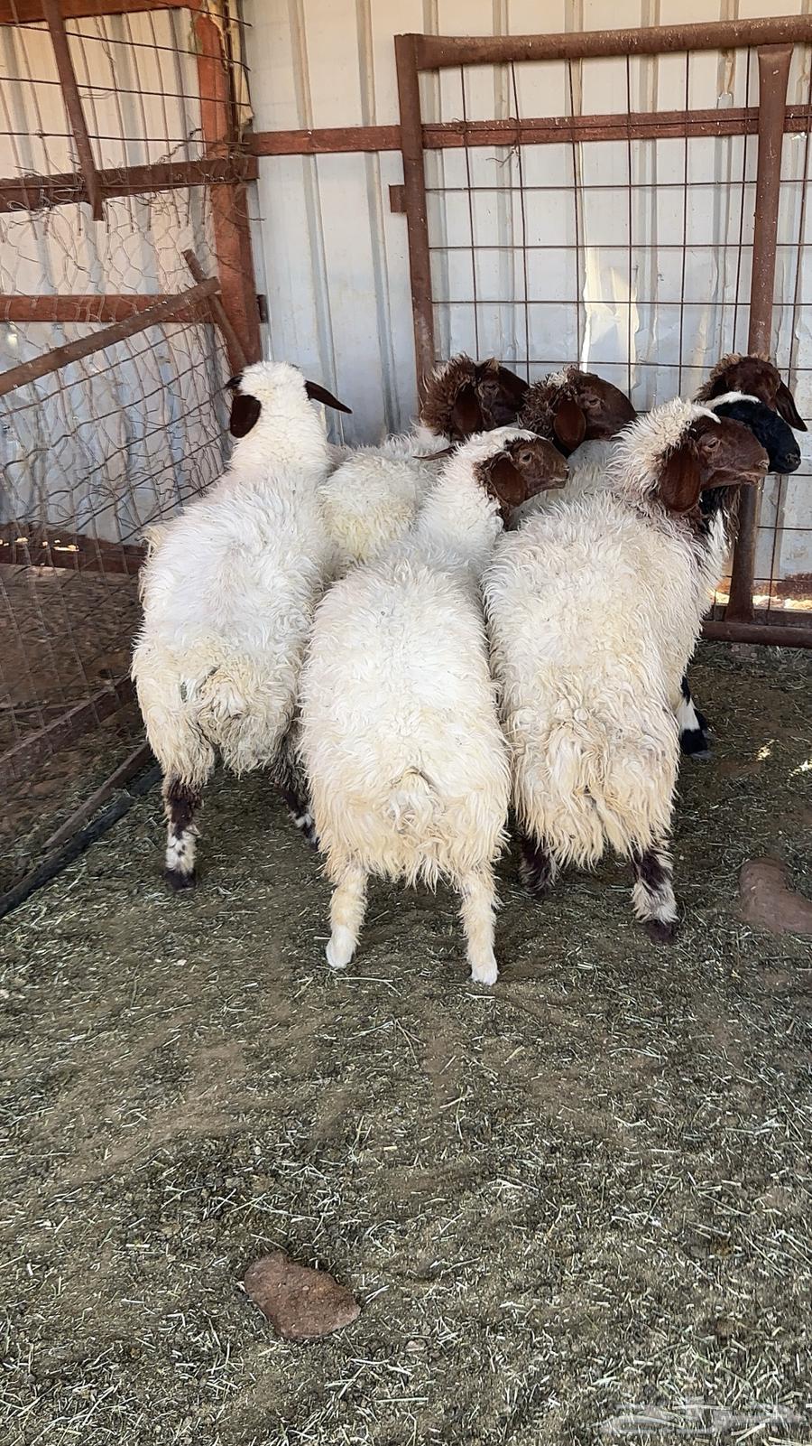 رخال مقفله شحم فل للبيع64501998128515111