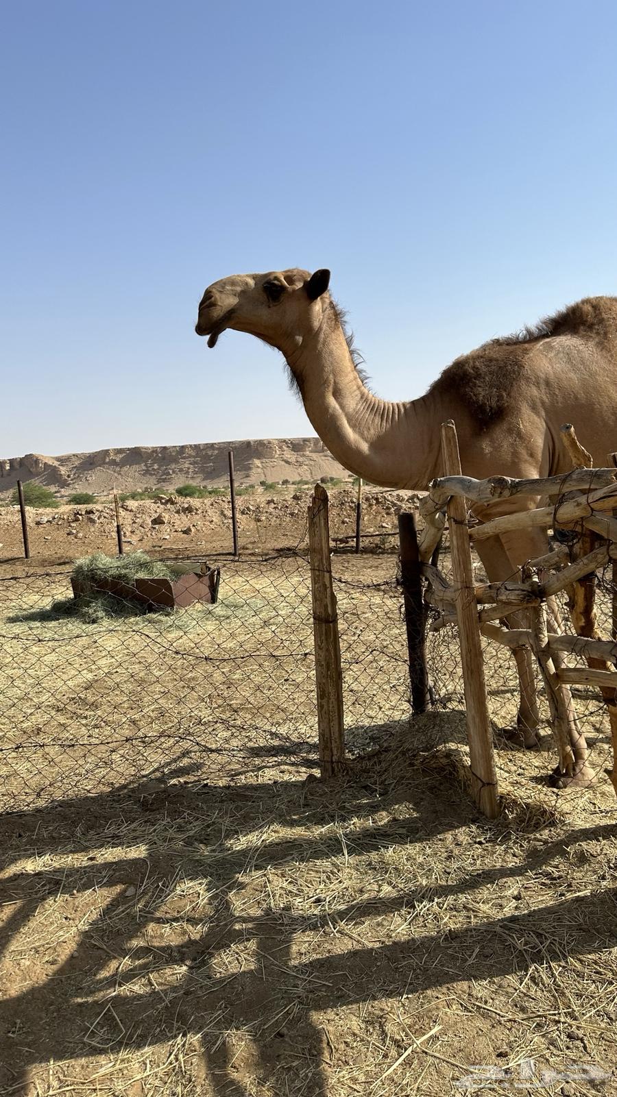 Sitting year of Hajj64497248929795112