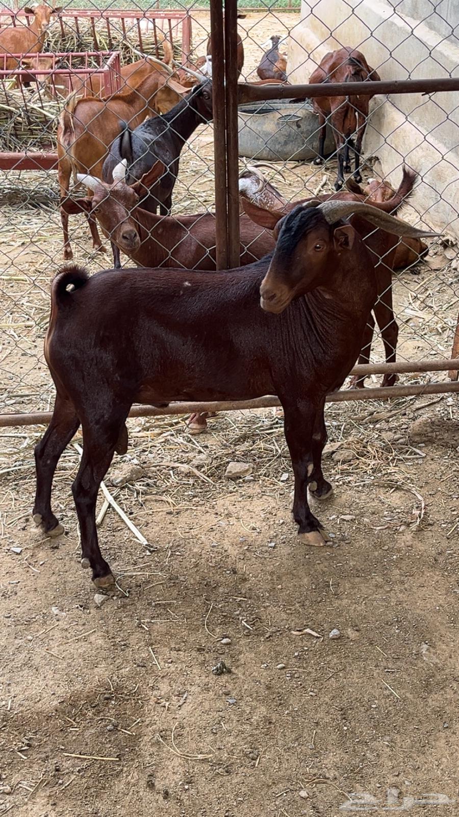 تيس فاخر للبيع64498854006914112