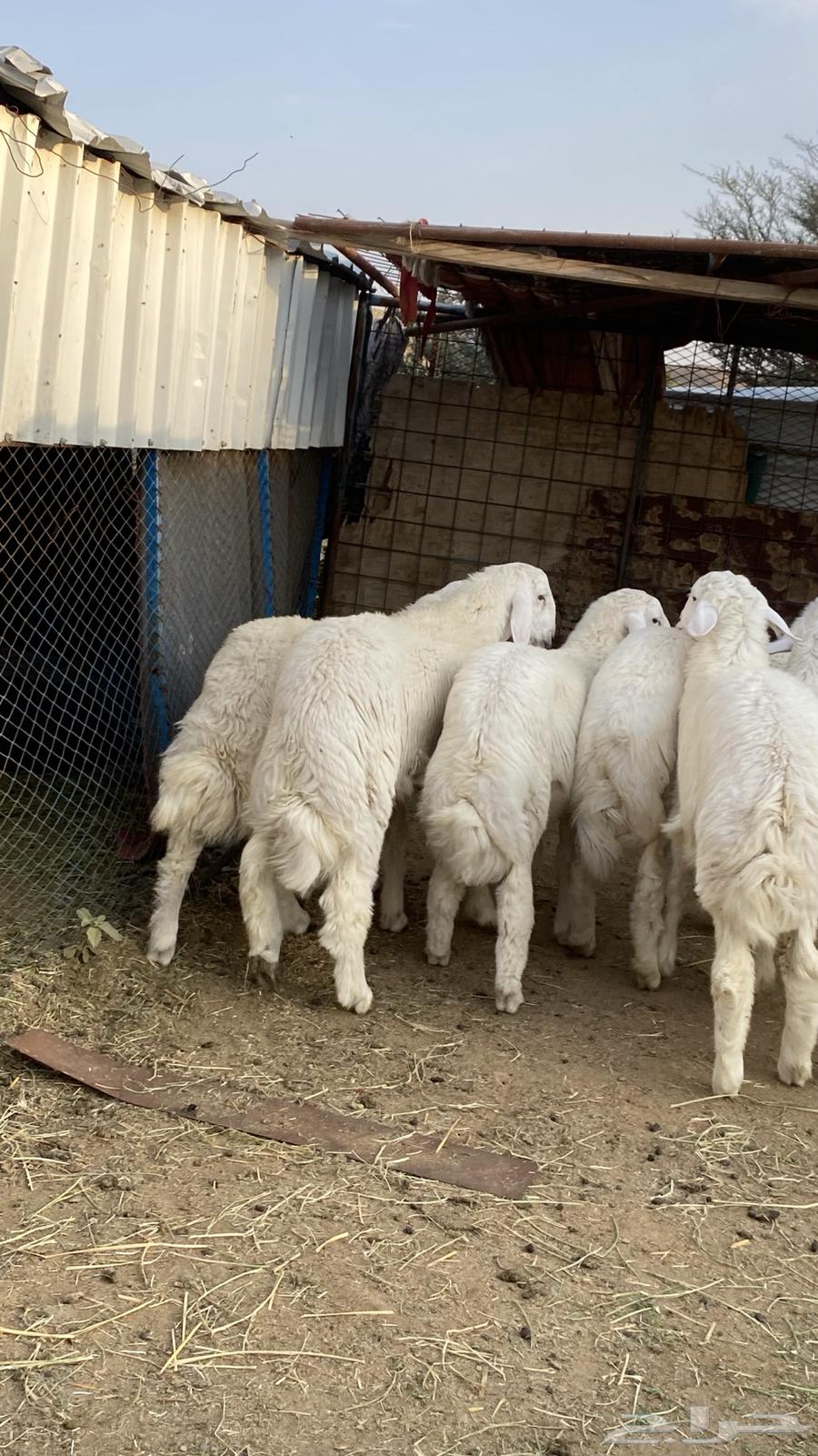 ذبايح للبيع جمله وتفريد طليان64496474702083111