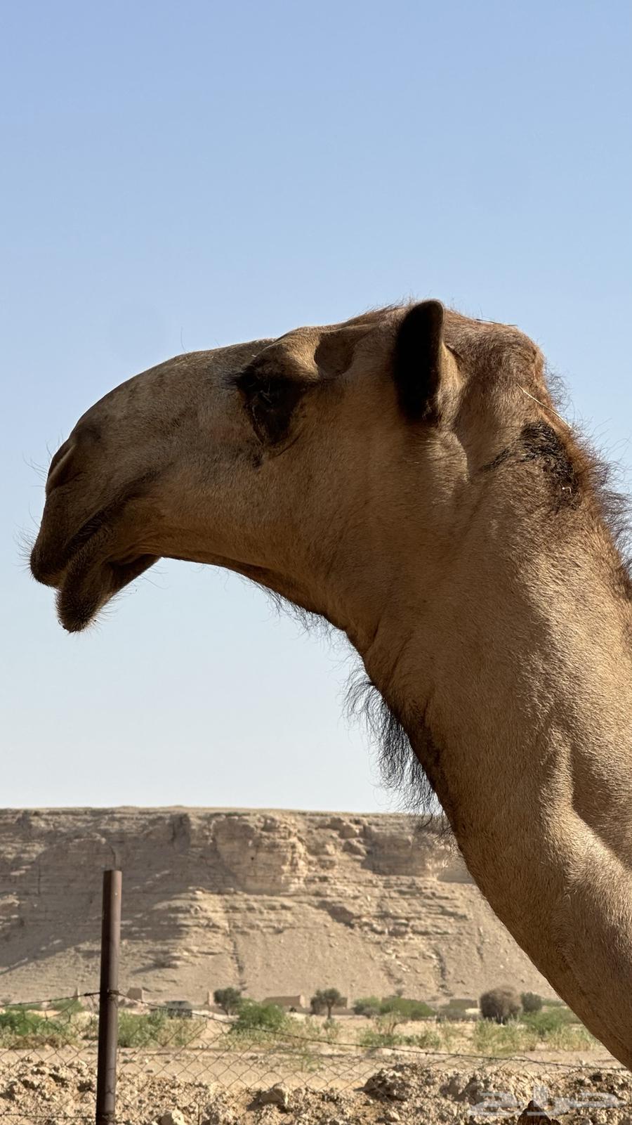 Sitting year of Hajj64497248929795111