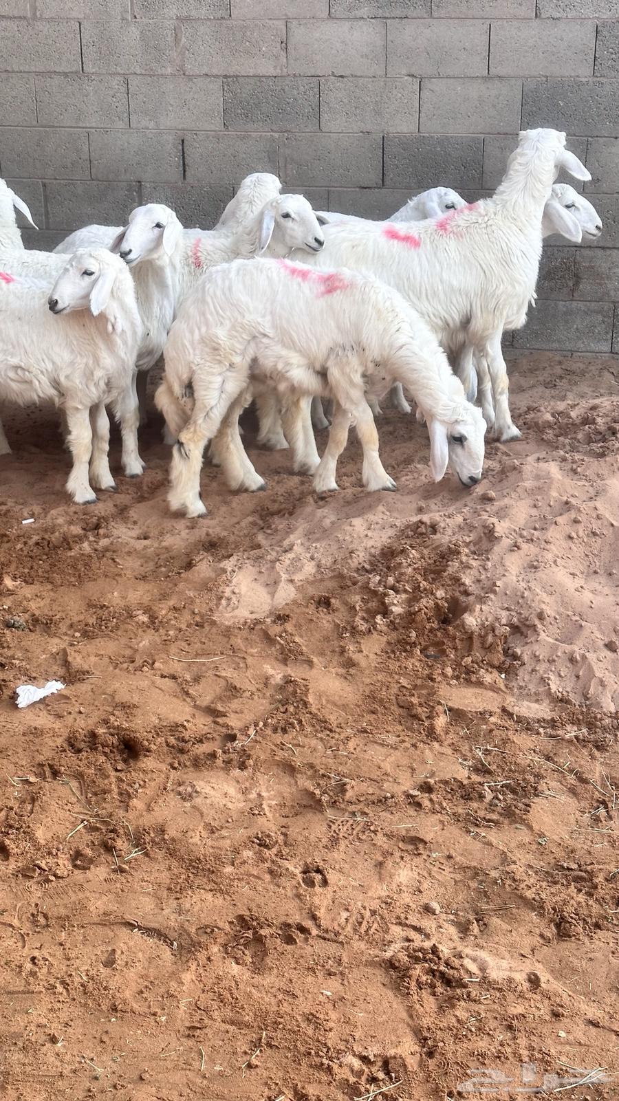 My sheep ((Sold))64496255330817113