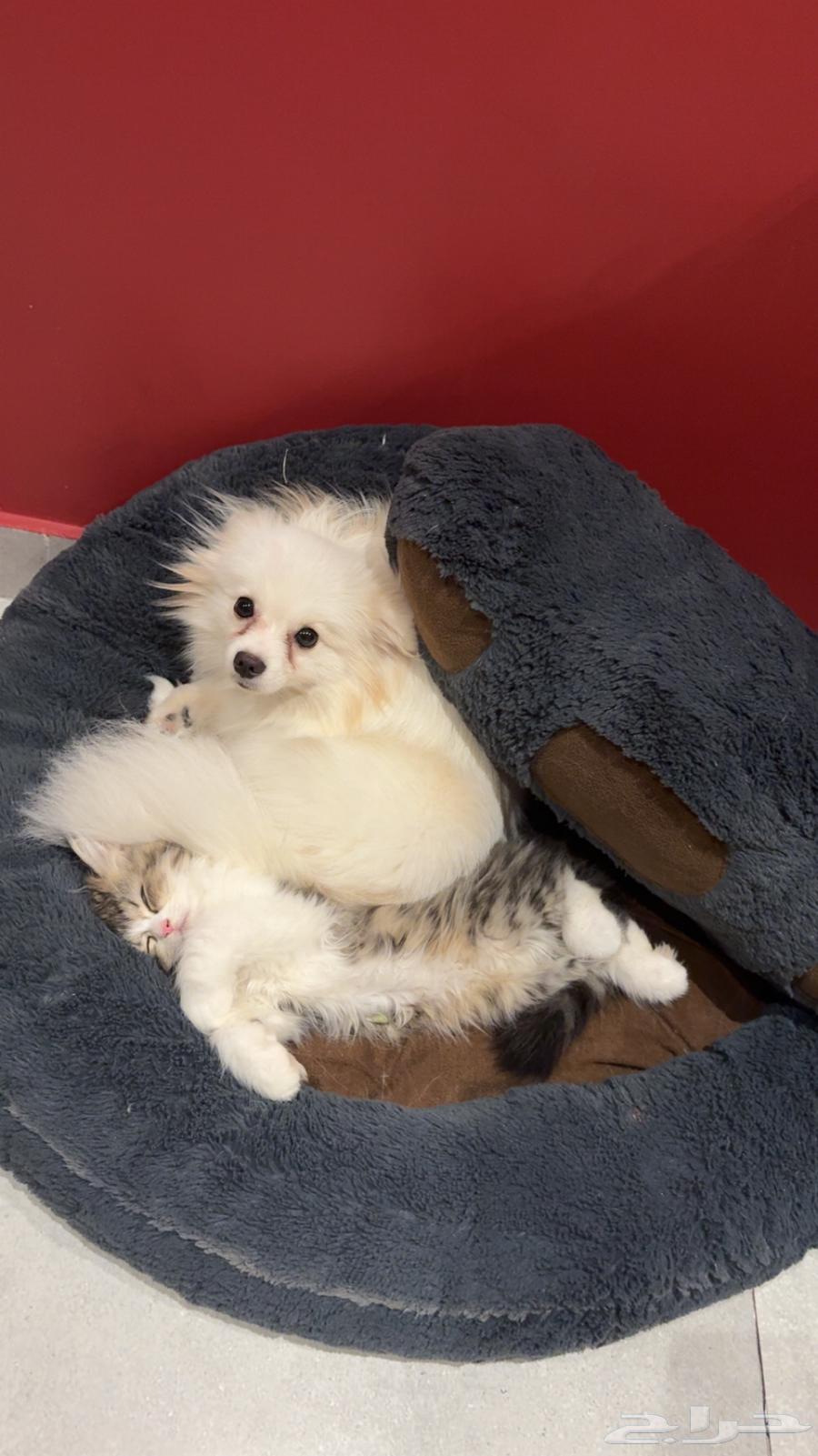 كلبه للبيع64499118032899110