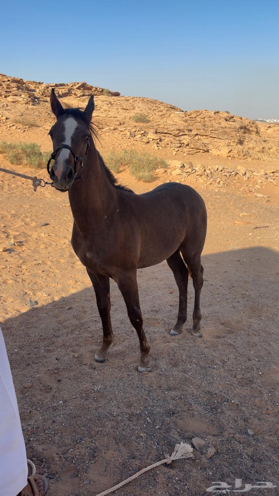 مهر العمر سنه با اوراقه64499549416066110