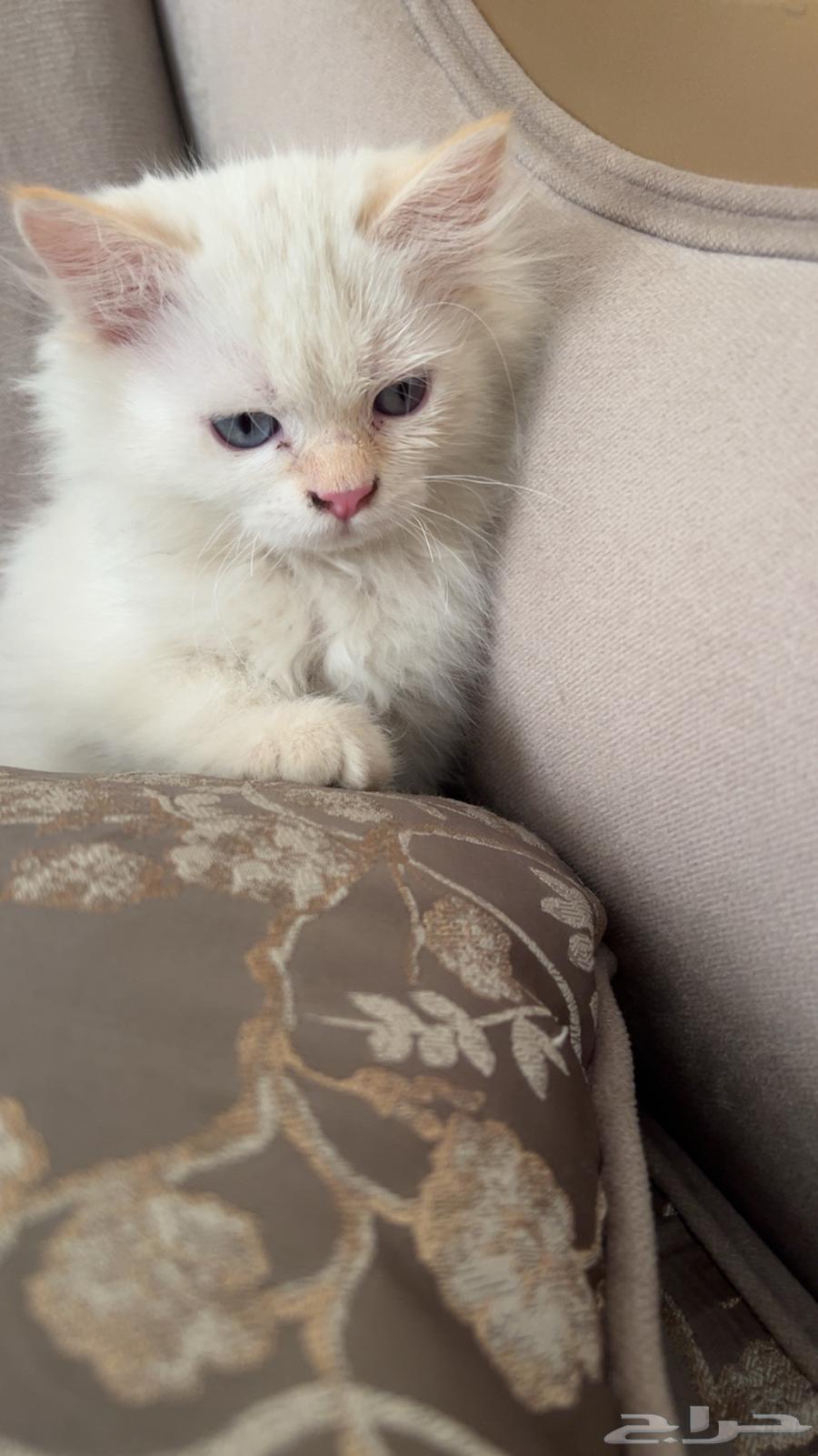 Siamese kitten for sale, very cute and clean, knows everything64499131982594111