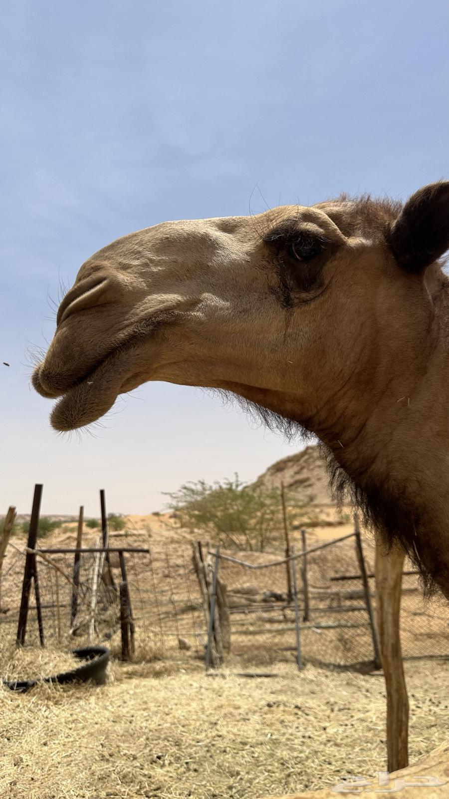 Sitting year of Hajj64497248929795114