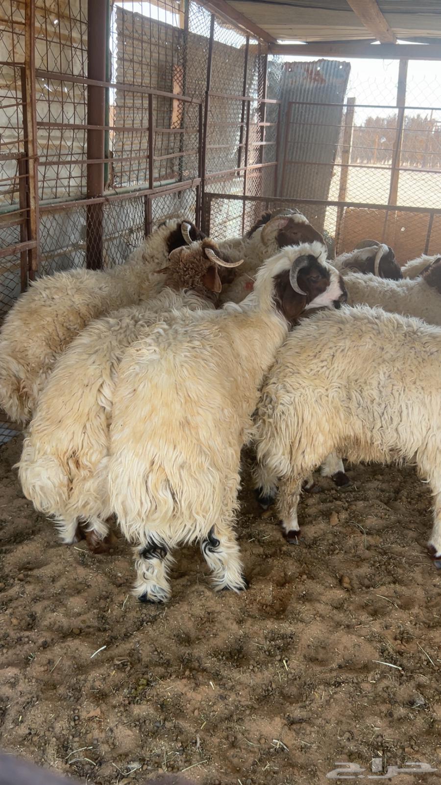 Sheep for sale64498715295747110