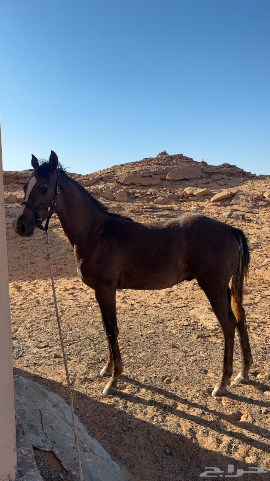 مهر العمر سنه با اوراقه64499549416066112