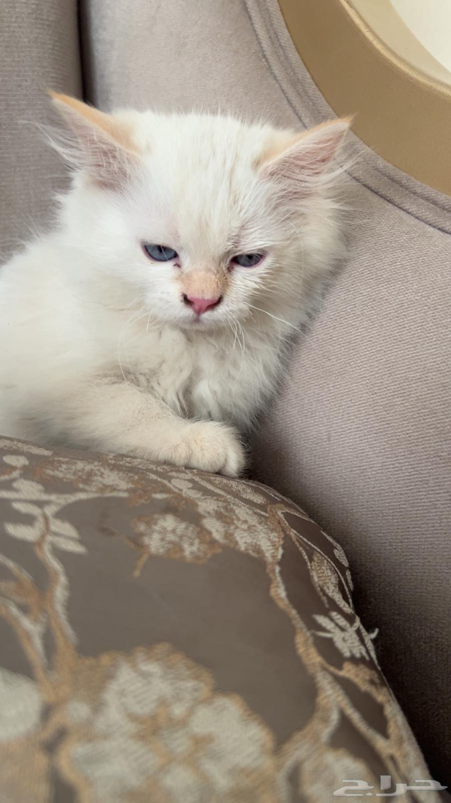Siamese kitten for sale, very cute and clean, knows everything64499131982594112