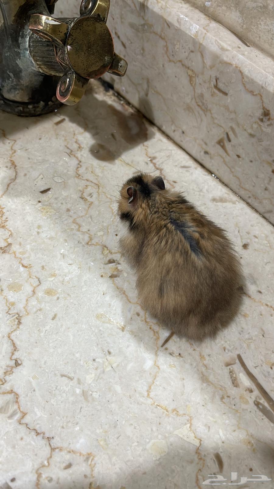 همستر للبيع شامل القفص64501700864515110