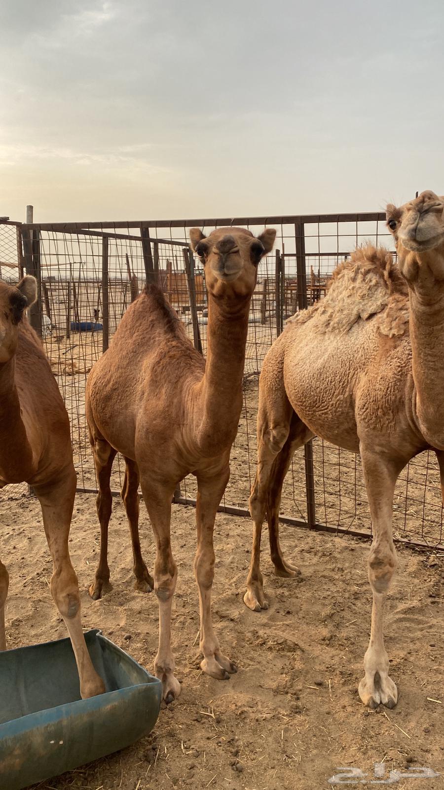 Fat lamb64500909277698112