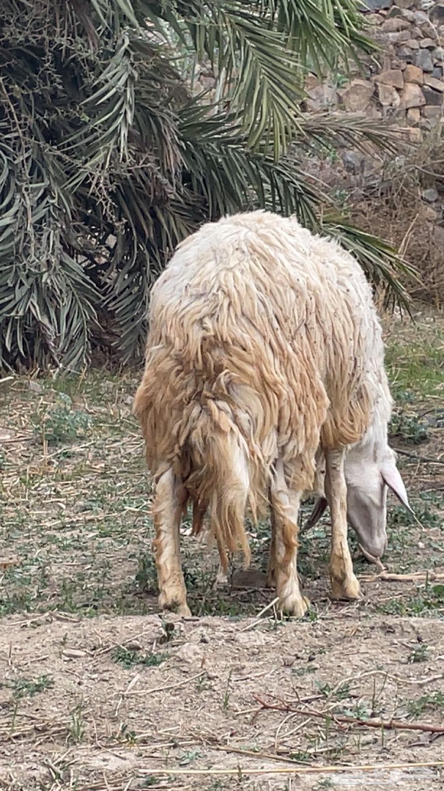 ماشاءالله فحل حري للبيع64500839972483112