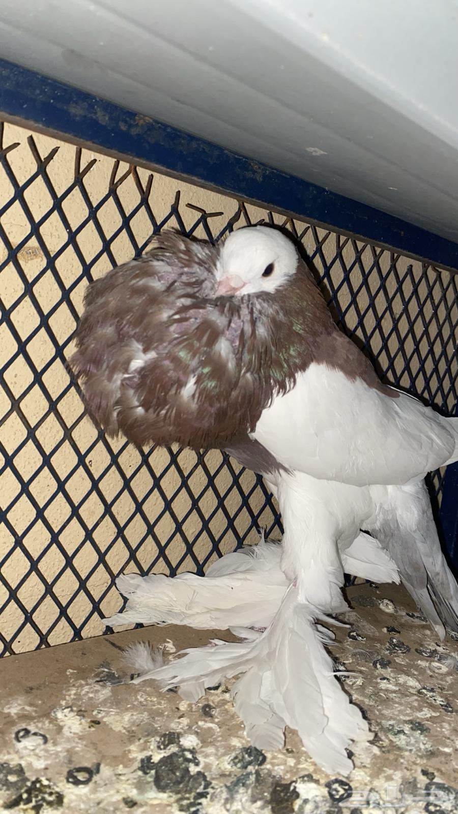 Inflatable bath64497965655043111