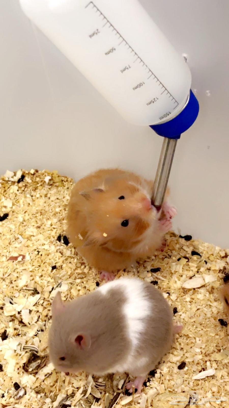 هاميستر للتواصل واتس اب64502060225026113