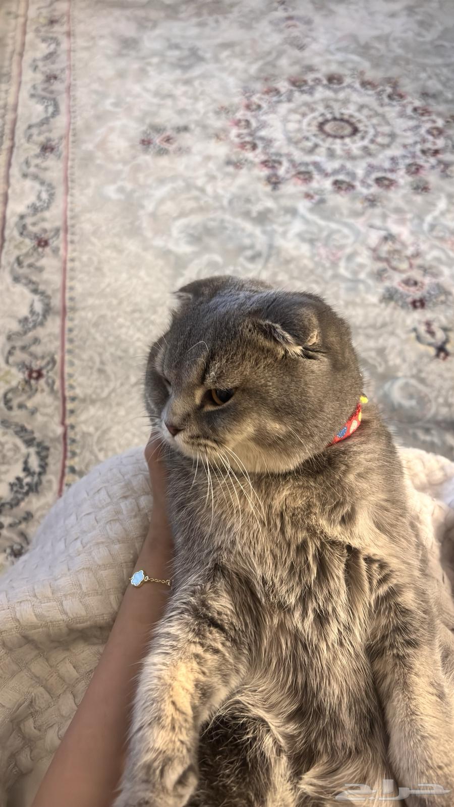 قط للبيع64500243178627111