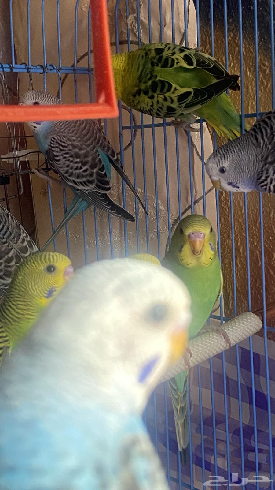 عصفير بادجي64498090588033111