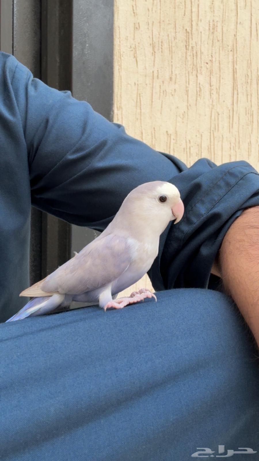 ذكر روز أليف وجاااهز ( تم البيع )64498951595139110