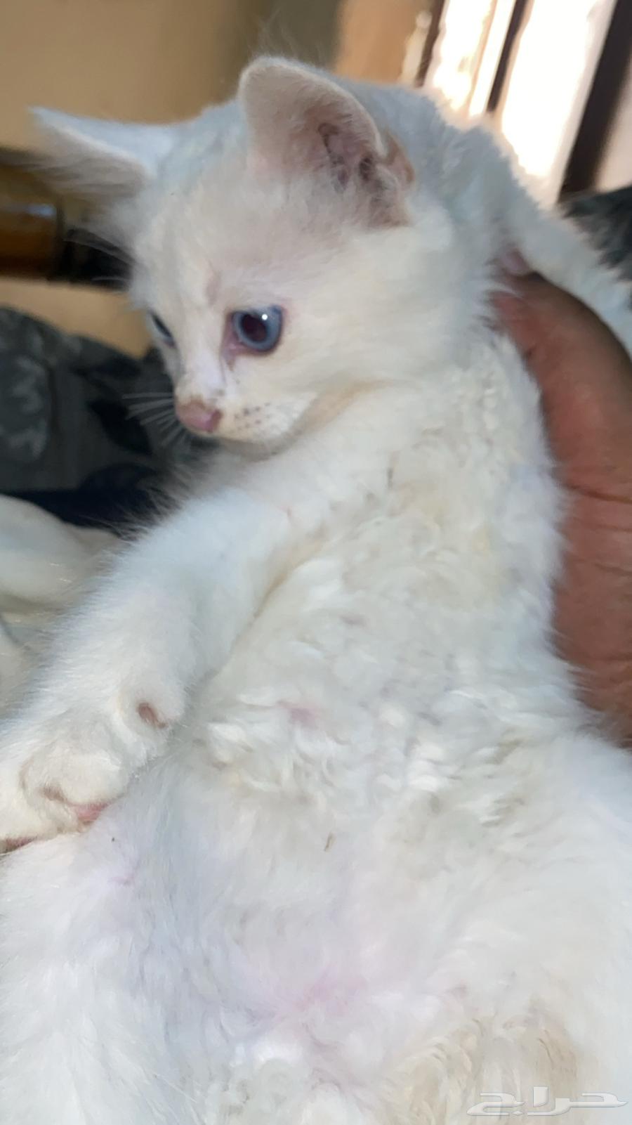 الان وعيالها للبيع 50064495583453570111