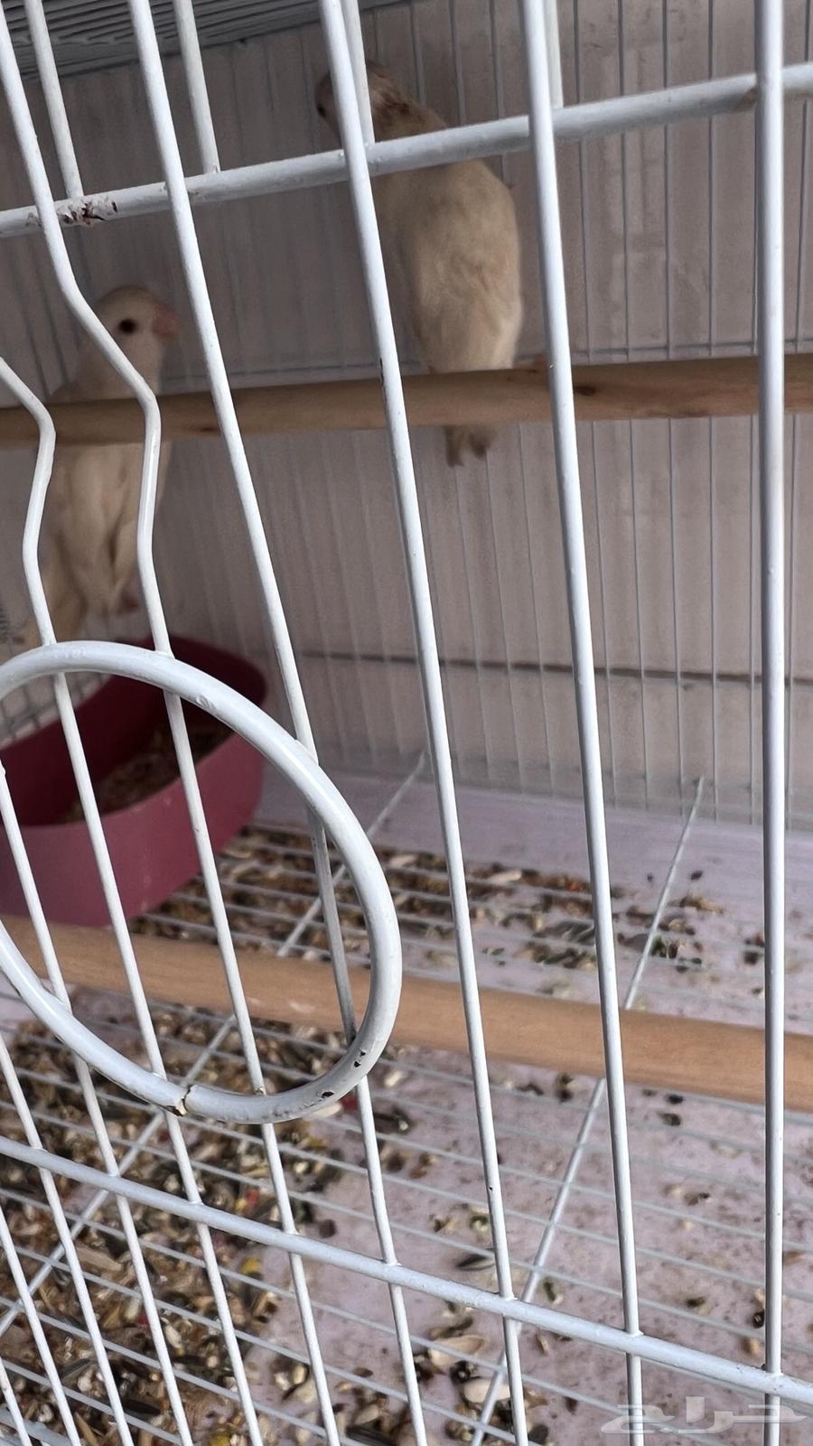 طيور روز64498215305347113