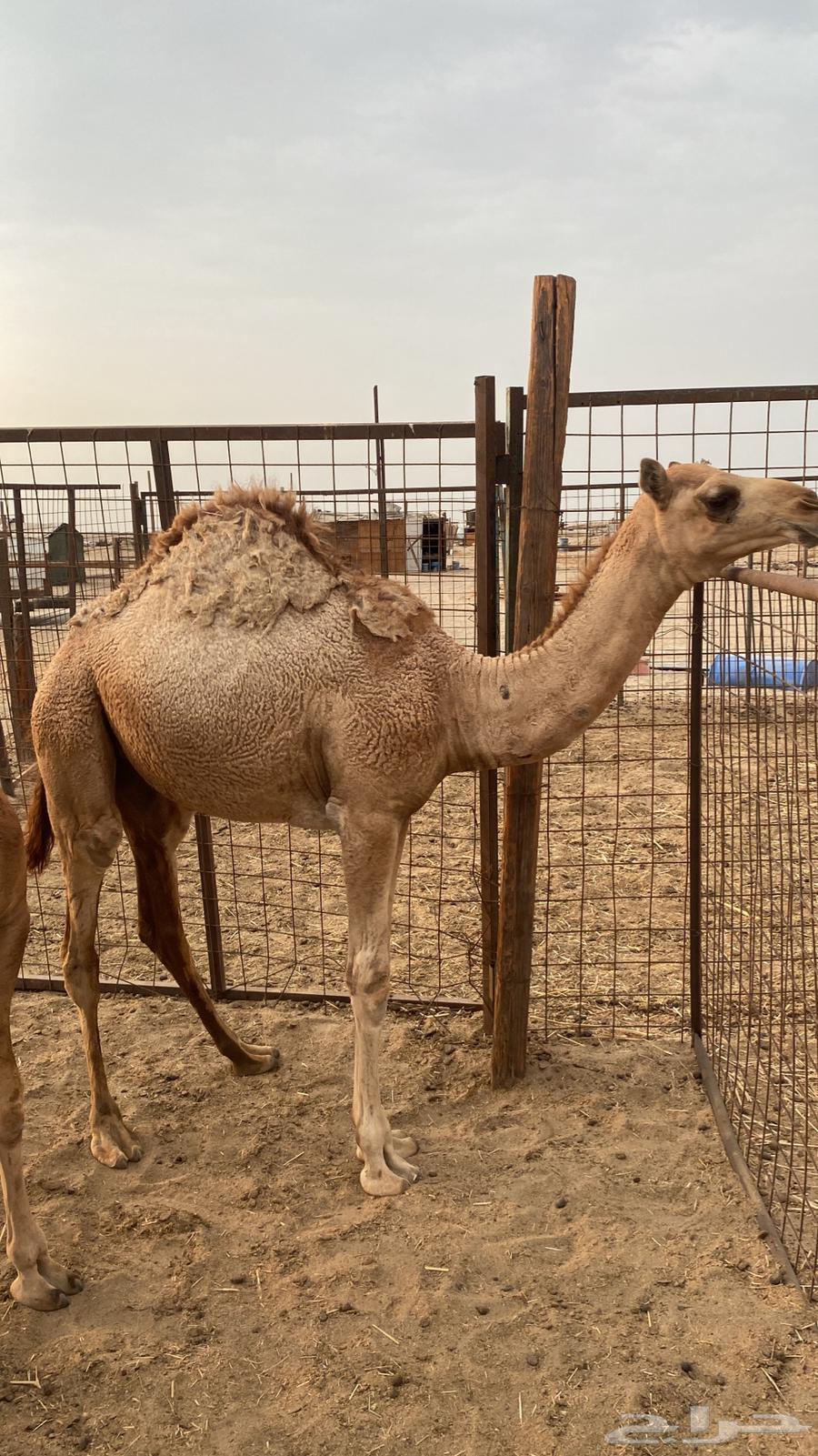 Fat lamb64500909277698111