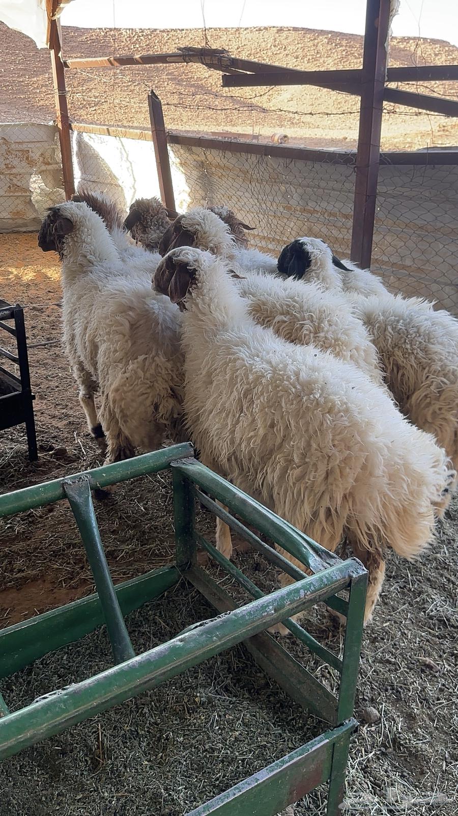 رخال مقفله شحم فل للبيع64501998128515110