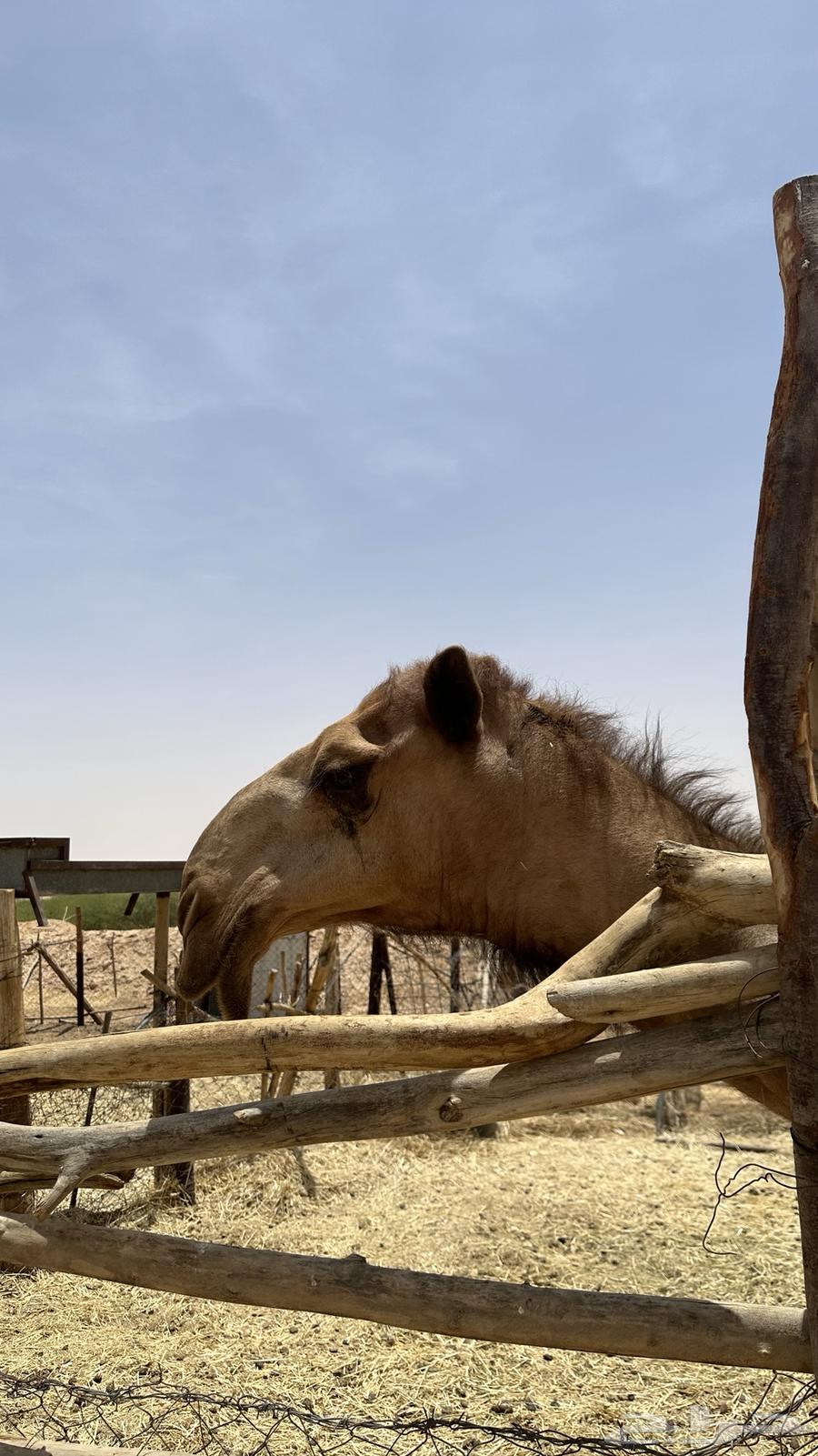 Sitting year of Hajj64497248929795113