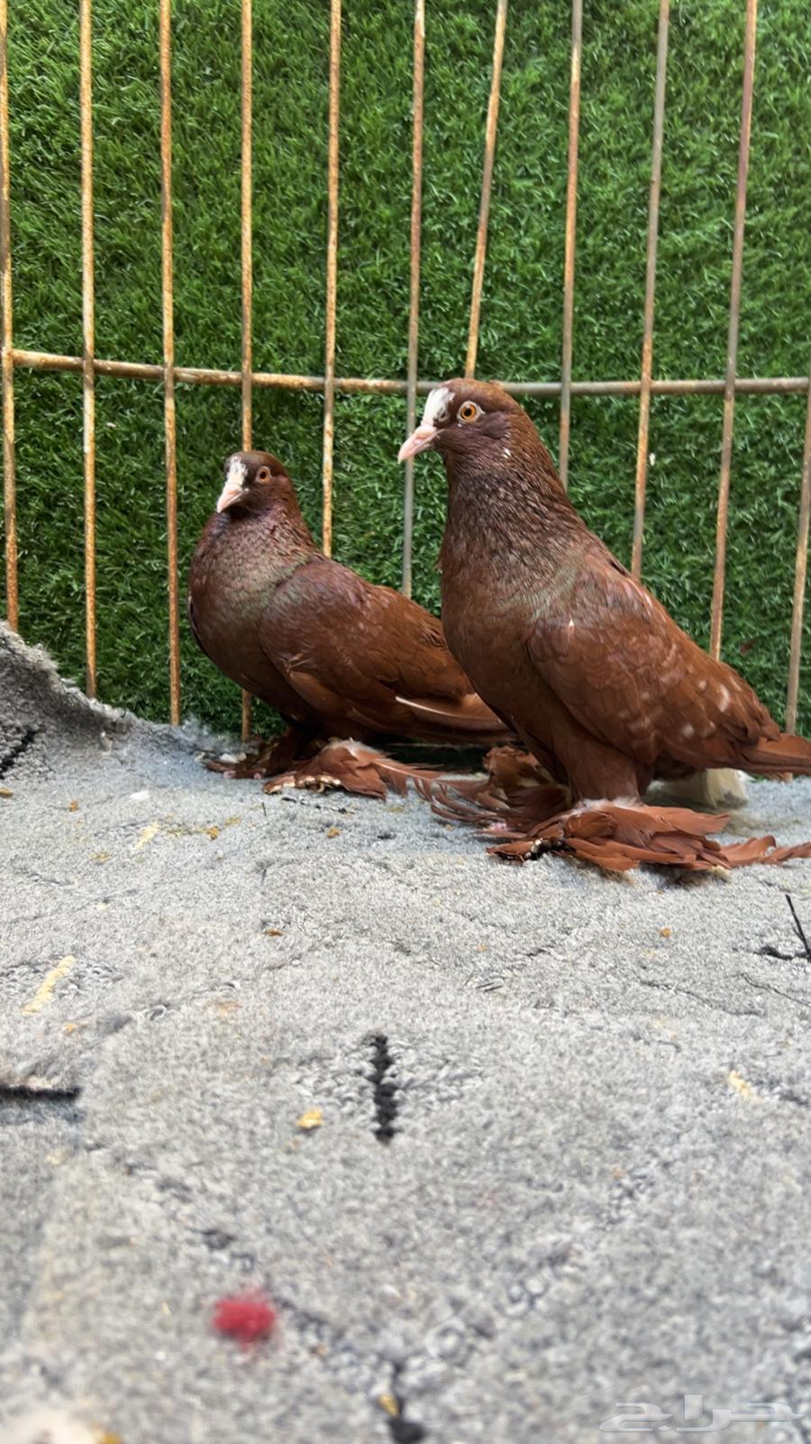 اجواز منتجه ويت تل سوالو64496282701314112