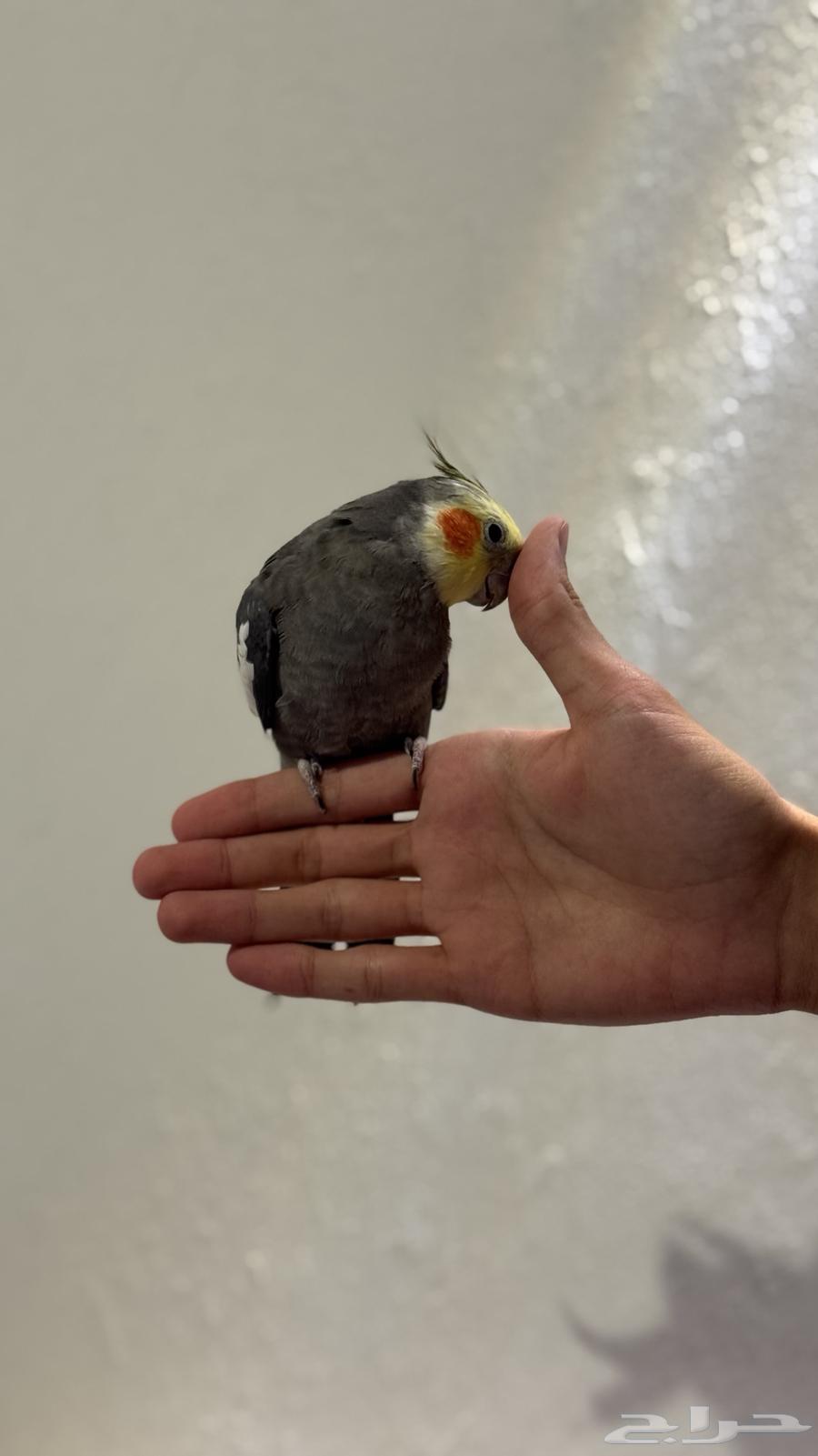 كروان أليف64499925873281112