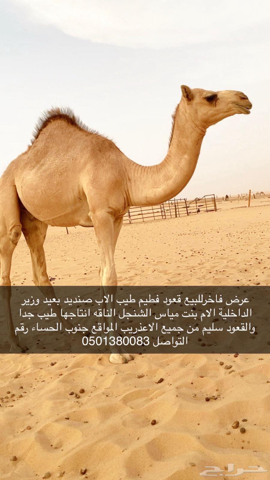 للبيع عرض فاخر64500491347841110