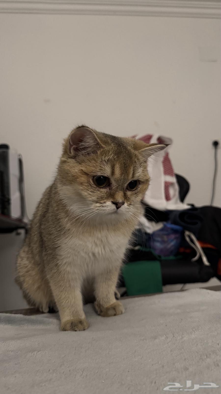 قطه سكوتش ستريت بيور للبيع64497716954243112