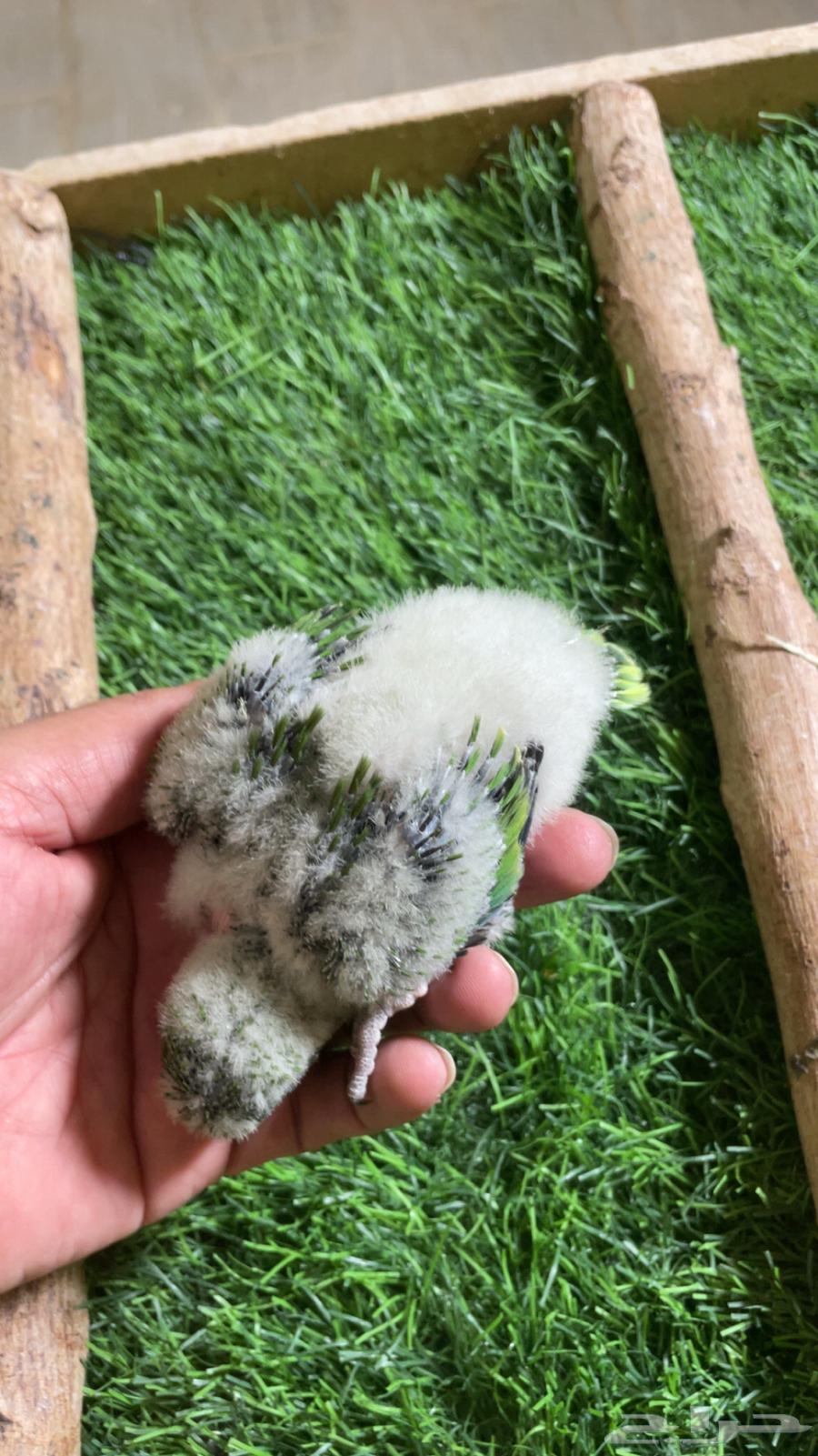 فرخ كويكر ( تم البيع )64500993402881111