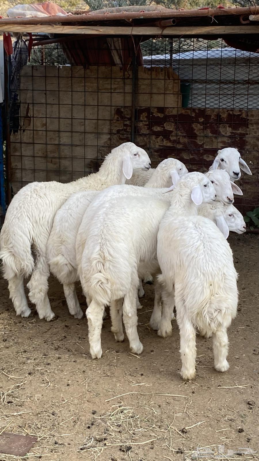 ذبايح للبيع جمله وتفريد طليان64496474702083110