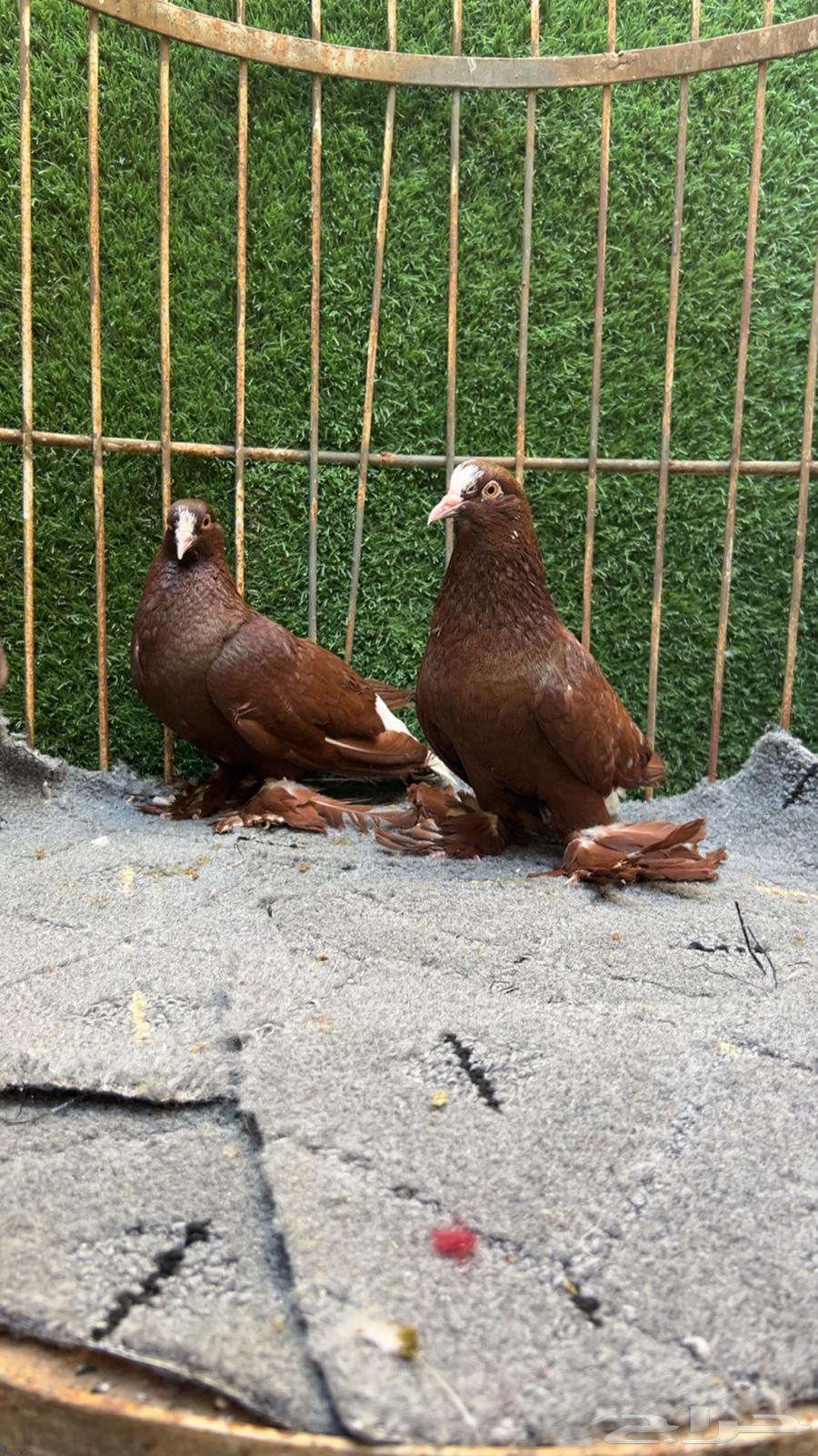 اجواز منتجه ويت تل سوالو64496282701314113