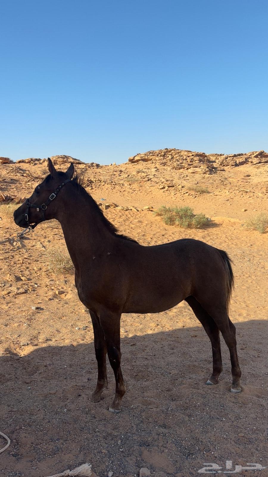 مهر العمر سنه با اوراقه64499549416066113