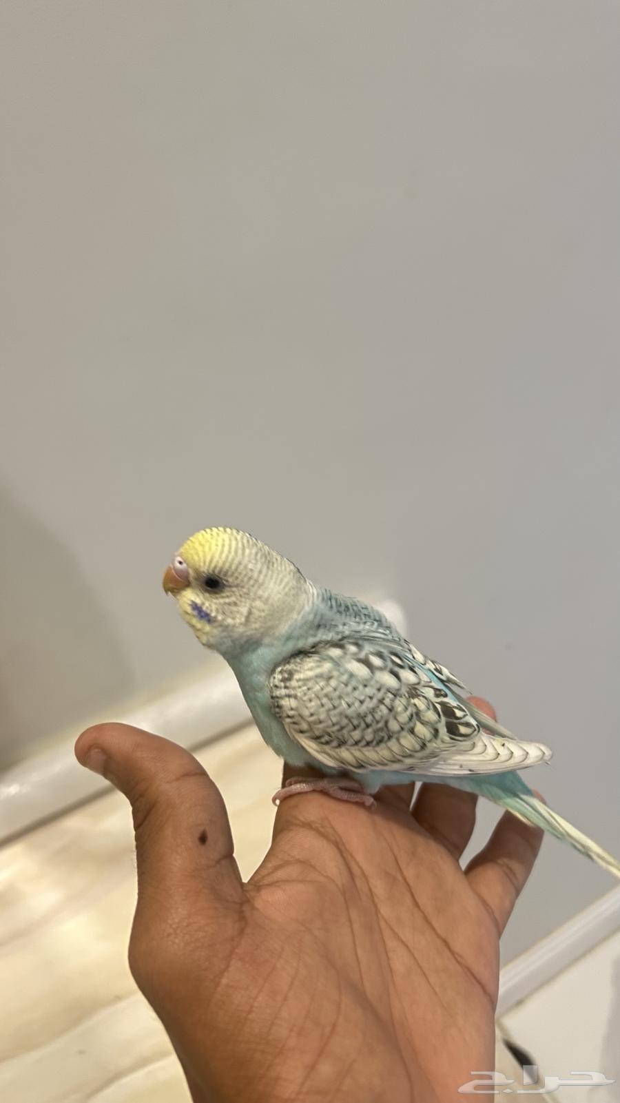 بادجي اليف صحته ممتازه مو هدد بدون ملحقات على السوم64499021502595110